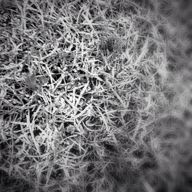 frost in the morning