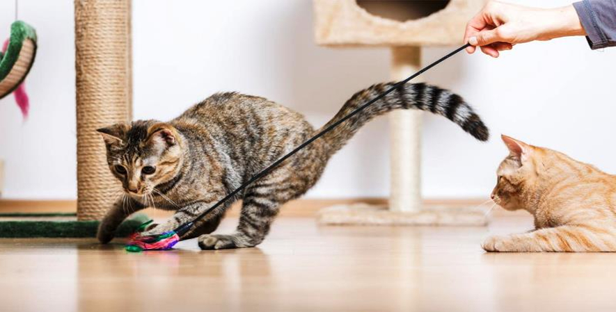 4 Game untuk Kucing yang Membuatnya Menjadi Aktif dan Sehat_Tips Memilih Permainan Bagi Kucing Anda